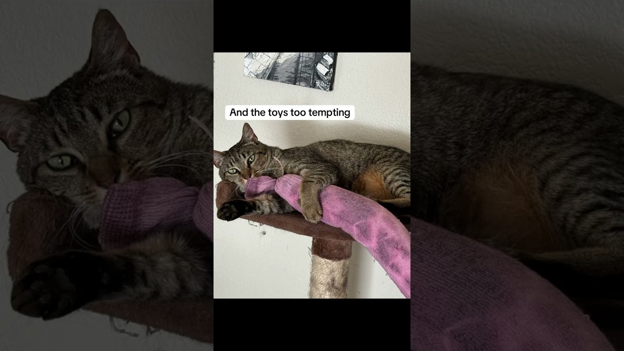 Ehu's story: A cat who took her time