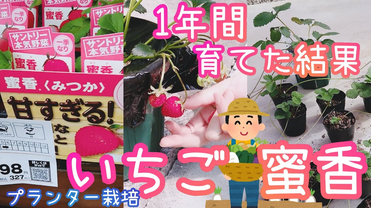 いちご/プランター栽培/1年間育ててみた結果/家庭菜園/2021年