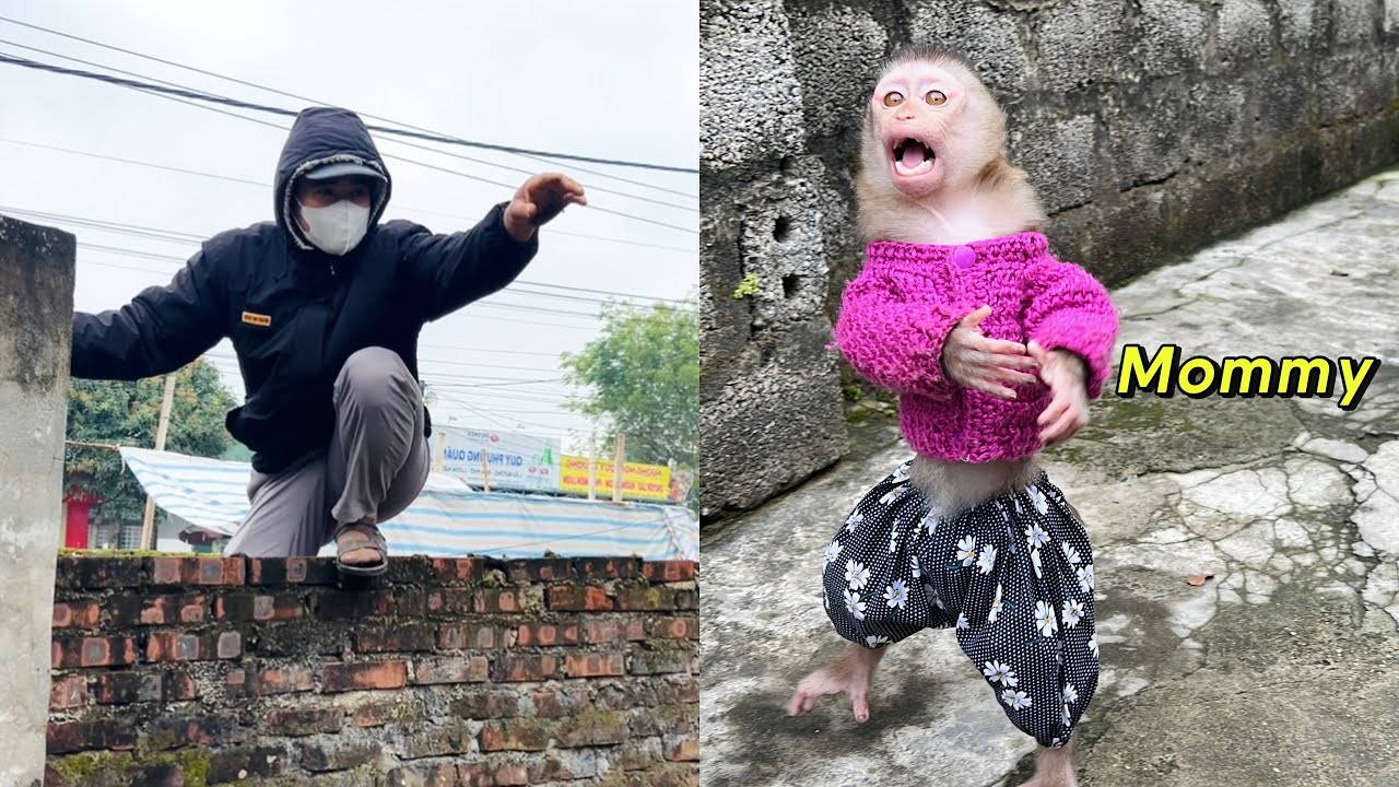 Monkey Tina discovered a thief breaking into her house and called her mother for help.