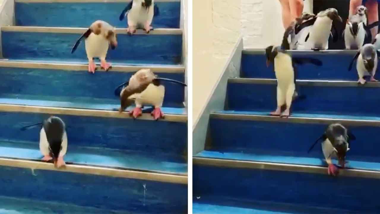 Adorable Penguins Hops Down Stairs