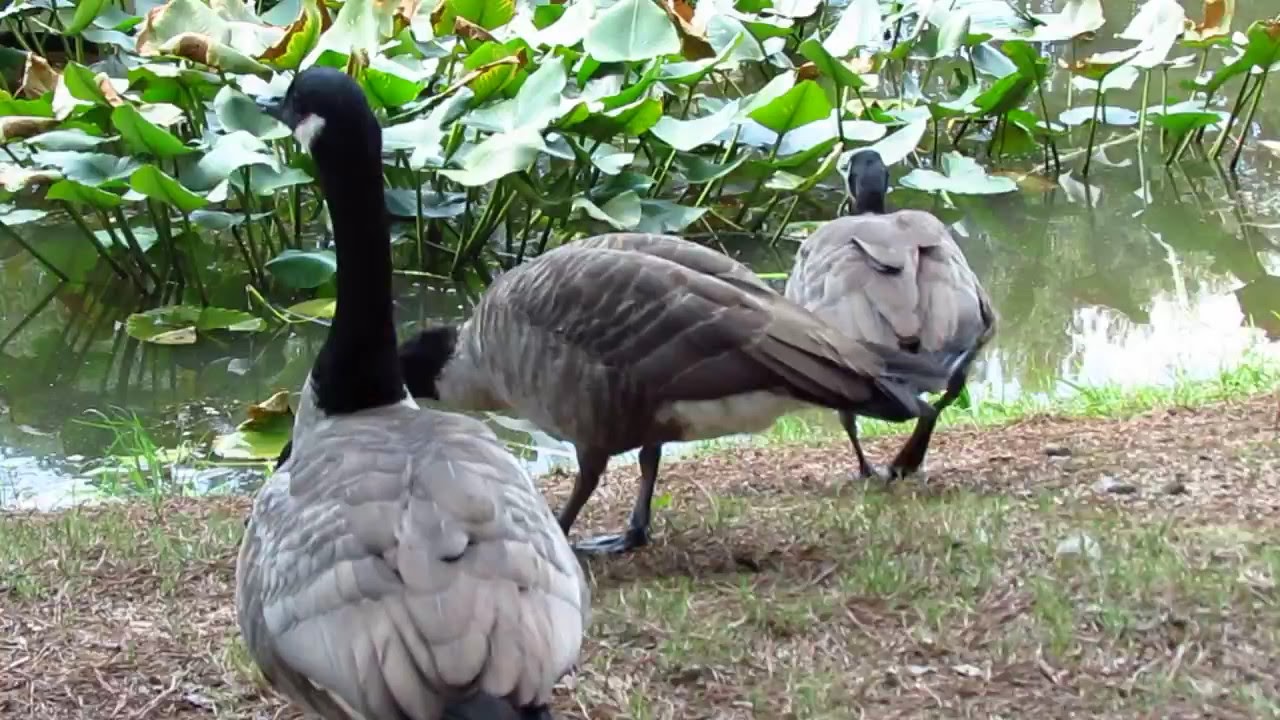 Canada geese by a pond