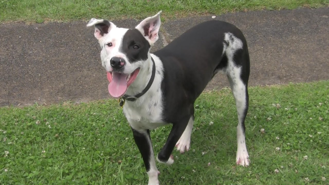 Dog tries to tell owner? (dog training tip)