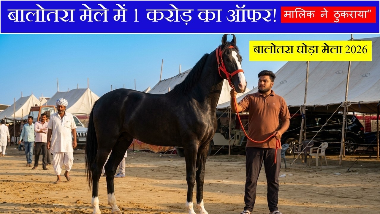 1 करोड़ का ऑफर ठुकराया | Show Winner Marwari Horse - बालोतरा घोड़ा मेला 2026 Tilwada Horse Market
