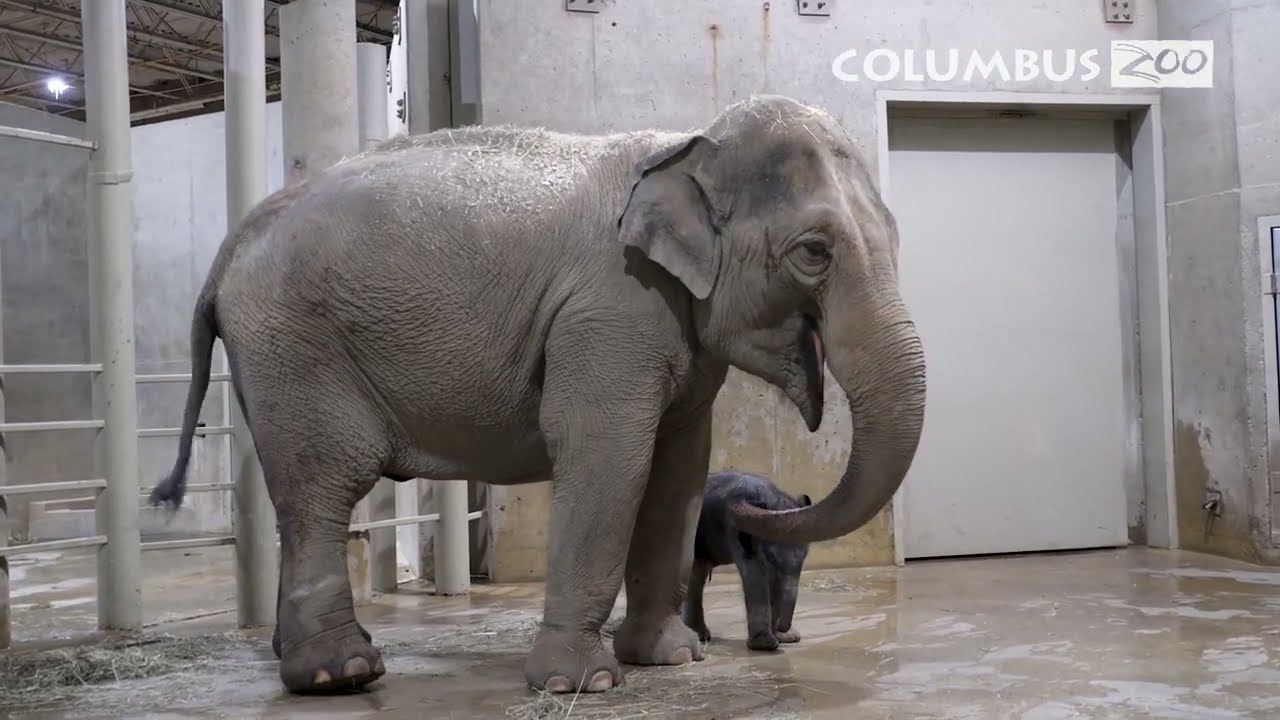 Asian Elephant Calf – It's a Girl!