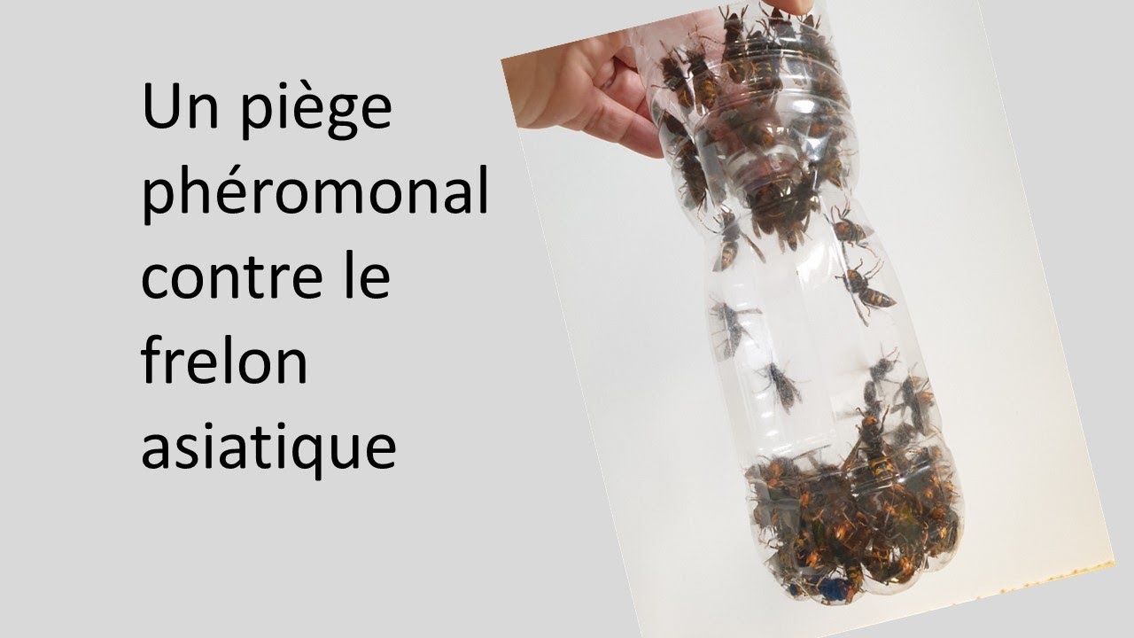Un piège phéromonal contre le frelon asiatique