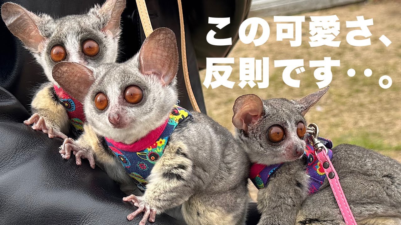 Bushbaby 3匹揃っておでかけしたら可愛さ大渋滞でした