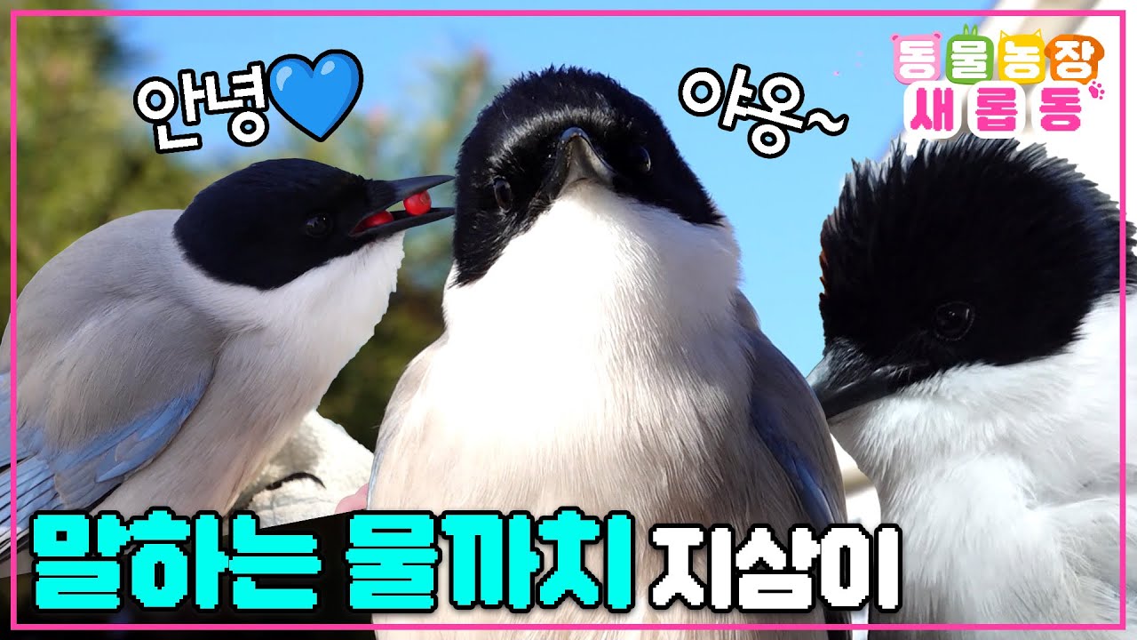 [#새롭동물농장] ⭐특종⭐ 말하는 까치가 있다?!! 사람과 함께 살며 언어를 독학한 물까치 지삼이🦜 / EP.1150 #TV동물농장 #AnimalFarm #SBSstory