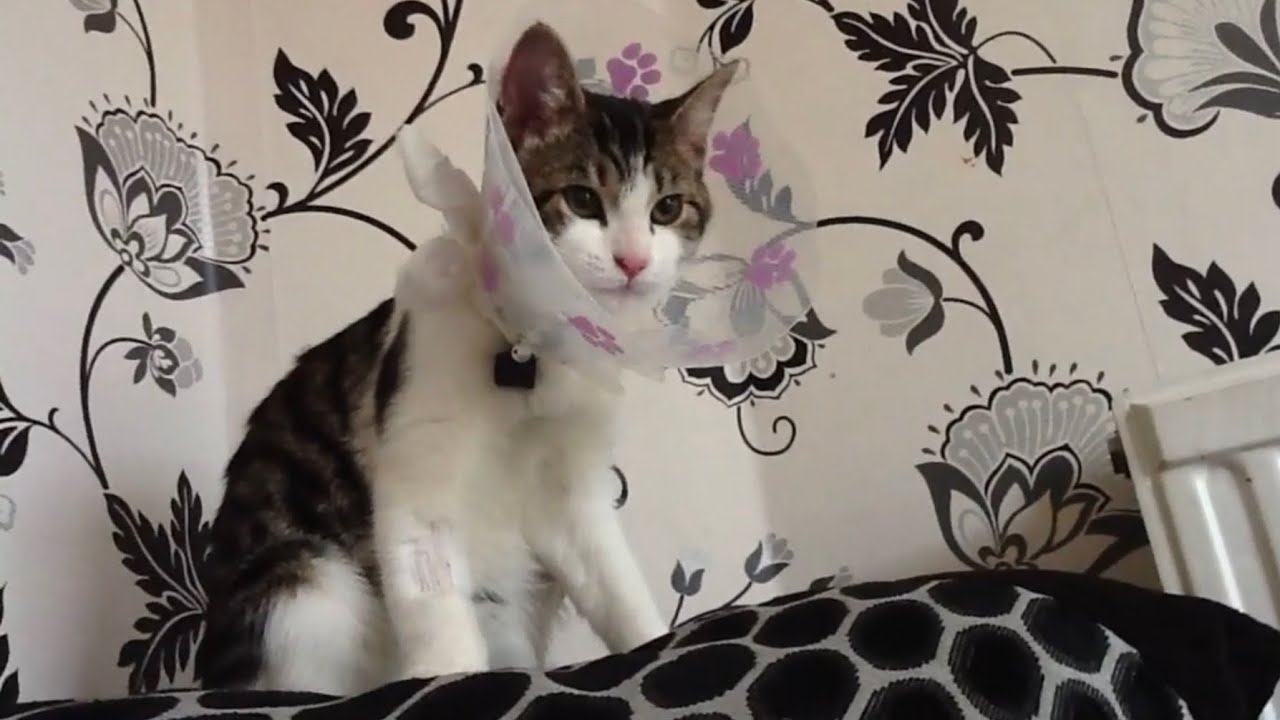 Poor little kitten doesn't know how to wash