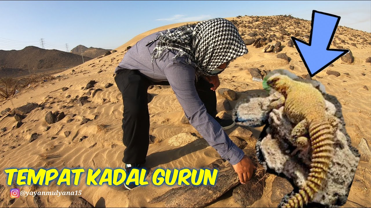 BERBURU KADAL GURUN DI PERKAMPUNGAN TERPENCIL ARAB
