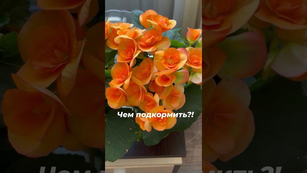 Чем подкормить бегонии для долгого и обильного цветения 🌺🌺🌸🌸🌺#бегонии #garden  #бегония