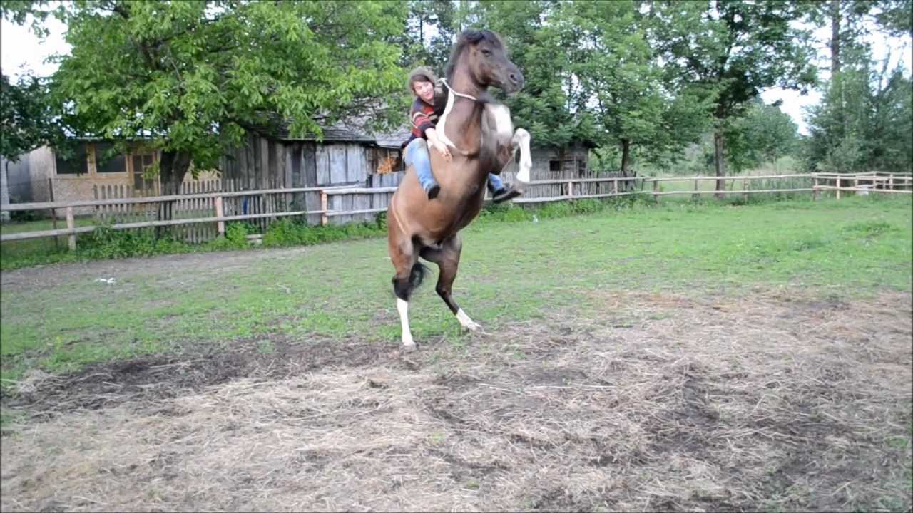 kładzenie konia, leżenie, dębowanie, galop na cordeo, ukłony :)