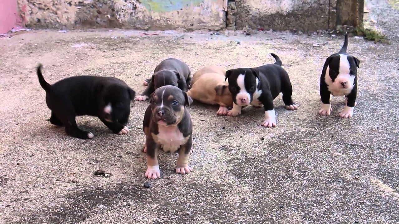 Kingpinline Pitbull Bully Video by Guadalupe