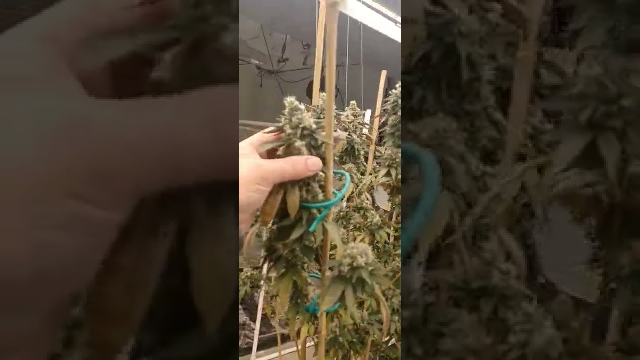 big grow with flora flex full tilt line as well @floraflex