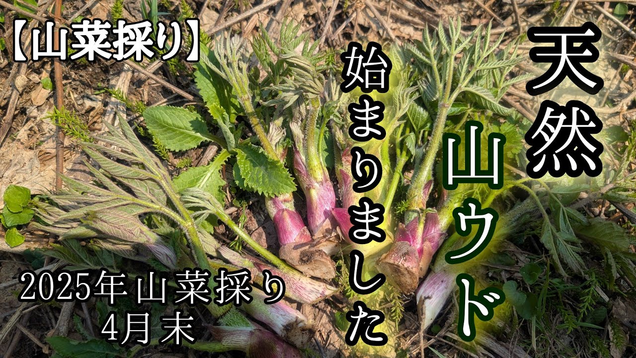 【山菜採り】2025年山菜採り‼️皆さん大好き山ウド始まりました‼️