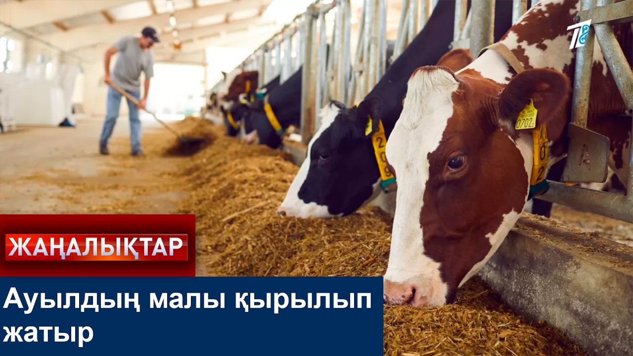 Ауылдың малы қырылып жатыр