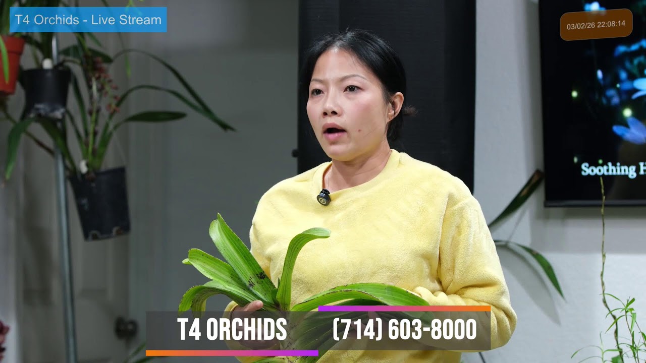 T4 Orchids ~ Livestream Mar 02, 2026  ~ Sell & Trade All Orchids Collections~ (714) 603-8000