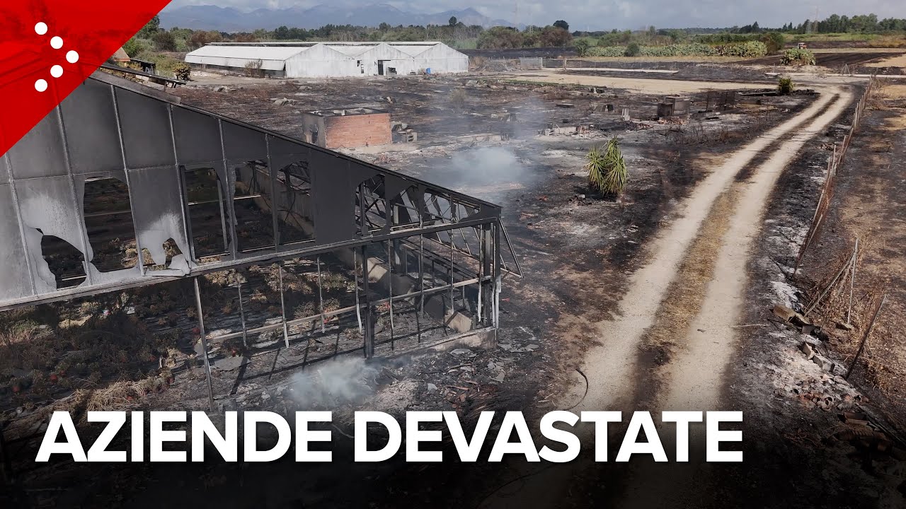 Incendi in Sardegna, dentro le aziende devastate del Medio Campidano: “Era un inferno”