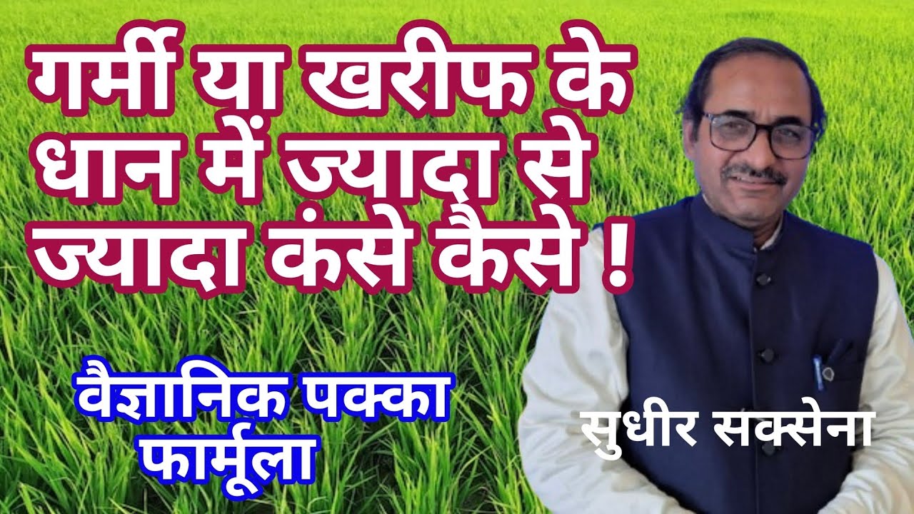 धान में अधिक कंसे  कैसे बनाएं। गर्मी या खरीफ धान में ज्यादा कंसे कैसे। धान में कंसे बढ़ाने का उपाय