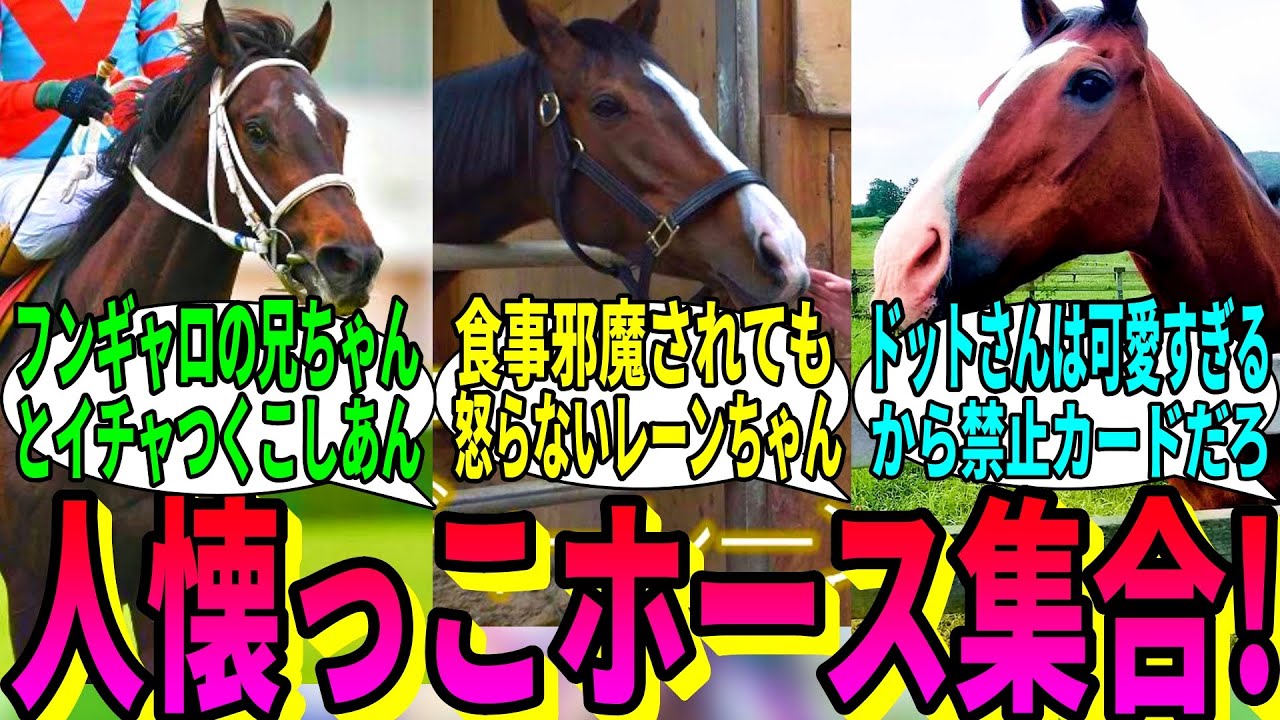 【競馬の反応集】「めっちゃ人懐っこい馬ステークス」に対する視聴者の反応集