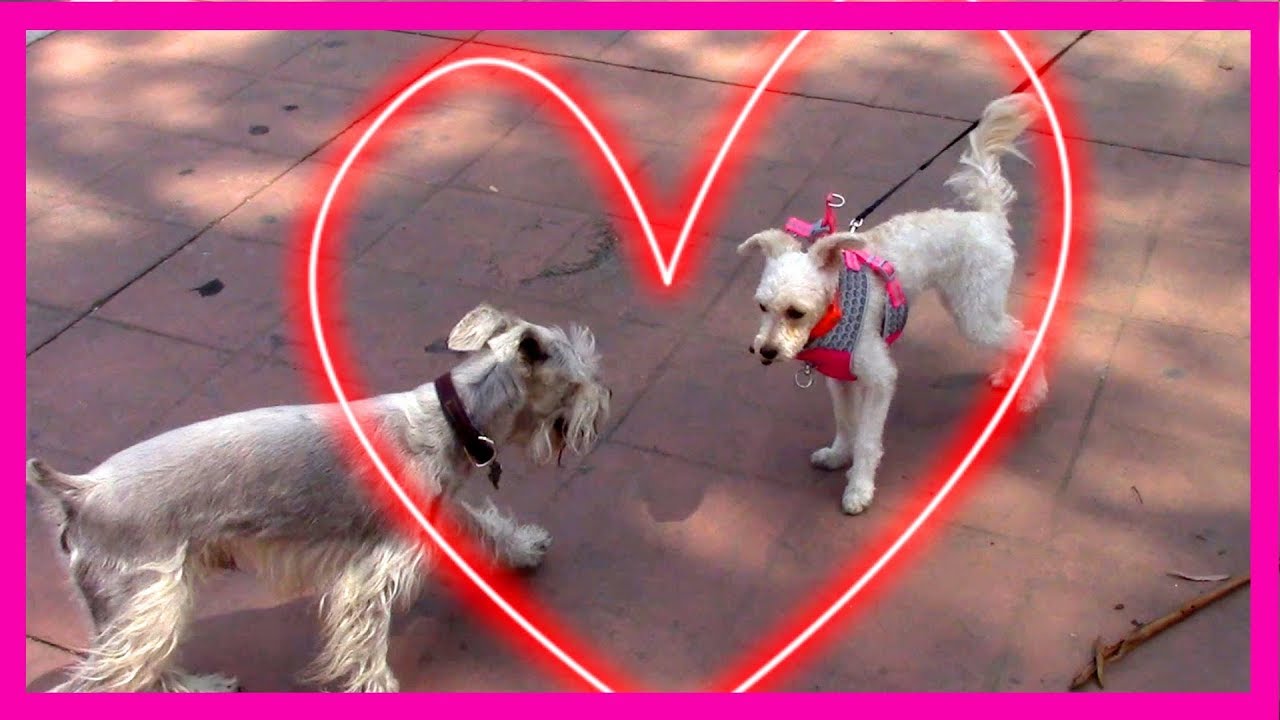 Perros enamorados y coqueteando - Vlog de perro