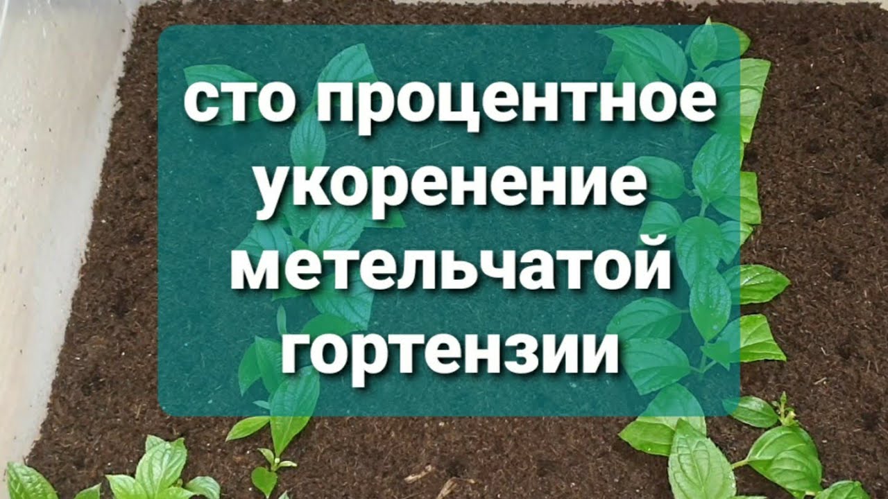 98.  сто процентное укоренение метельчатой гортензии