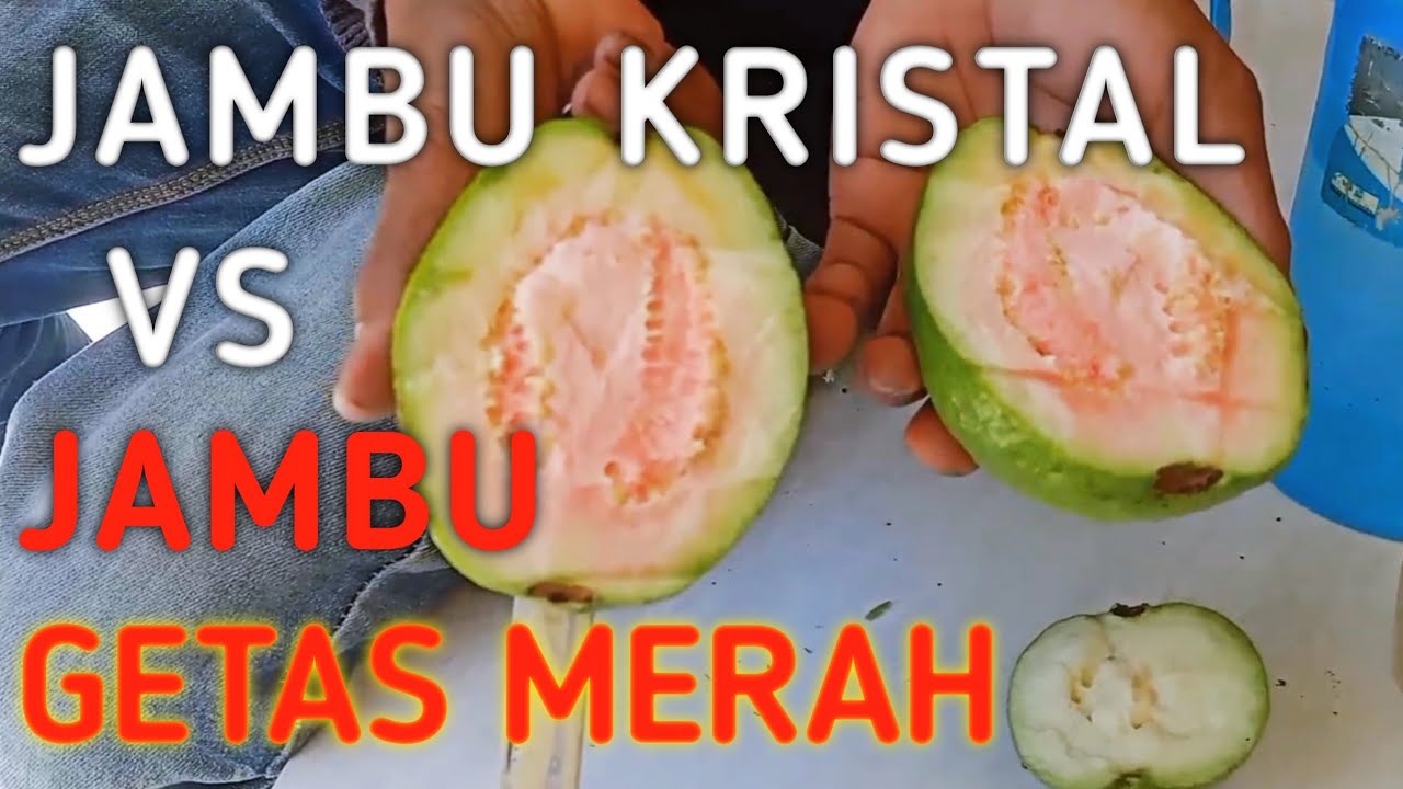🔴 JAMBU KRISTAL VS JAMBU GETAS MERAH