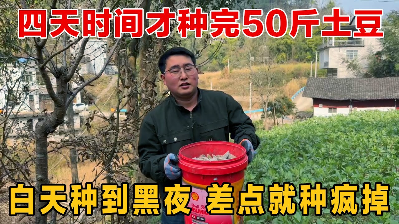 再也不听老妈的了，50斤土豆差点种疯掉，白天种到黑夜，4天时间才种完