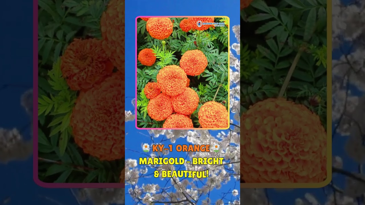 Profitable Marigold Flower &ndash; Bright & Beautiful! | Known-You Seed India | High Yield Flower #shorts