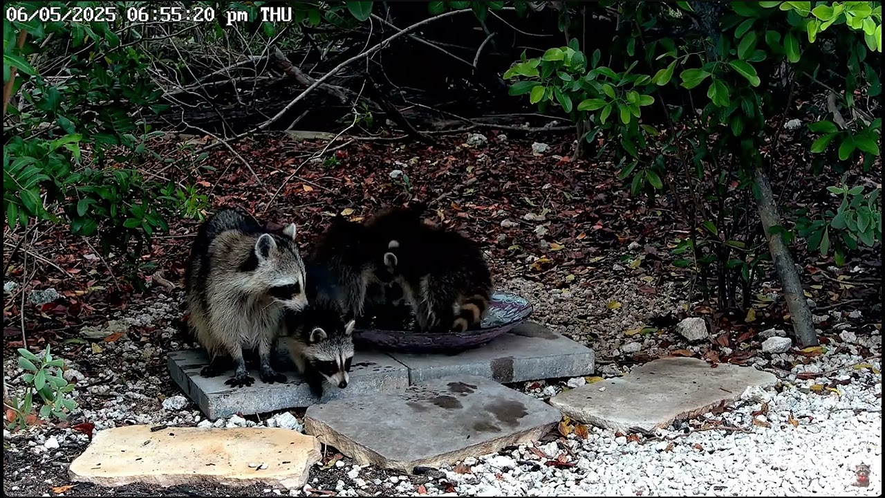 Baby Raccoons!