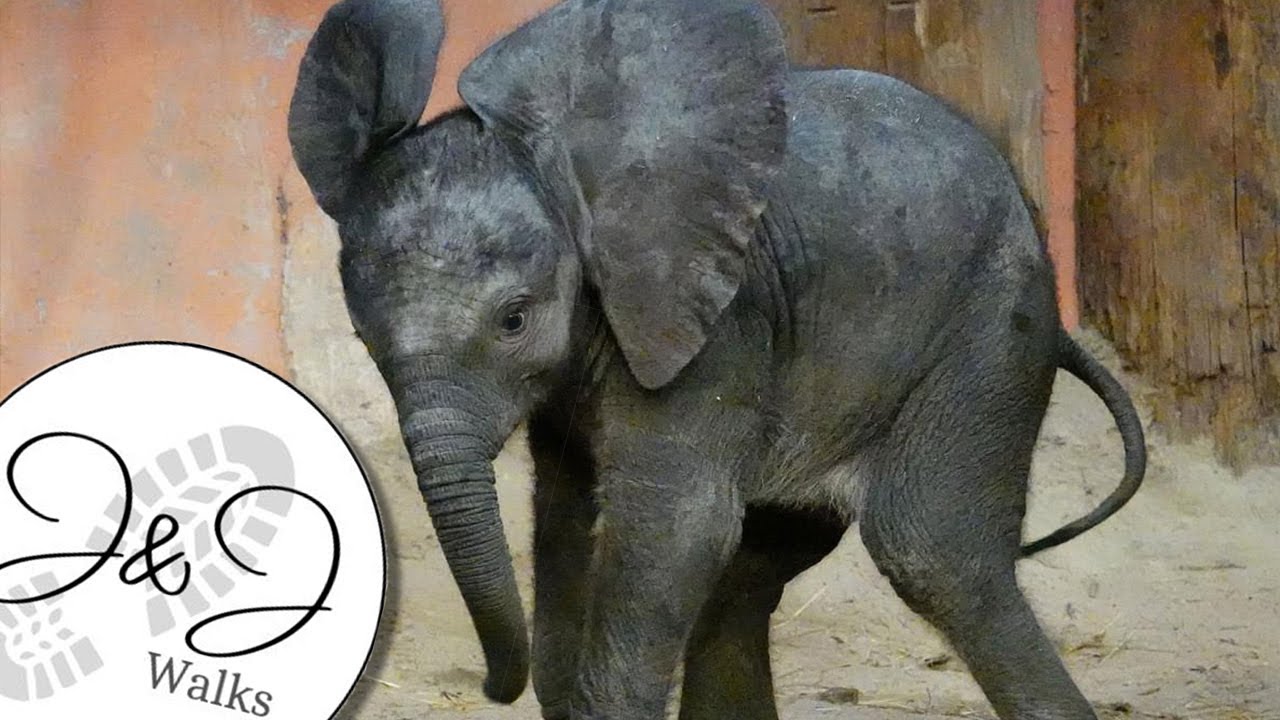 Baby African Elephant 'Mosi' Takes Her First Steps Outside at Zoo Beekse Bergen!