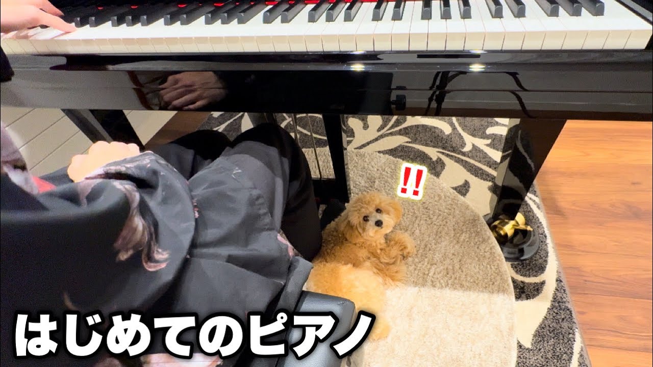 子犬、はじめてのピアノ