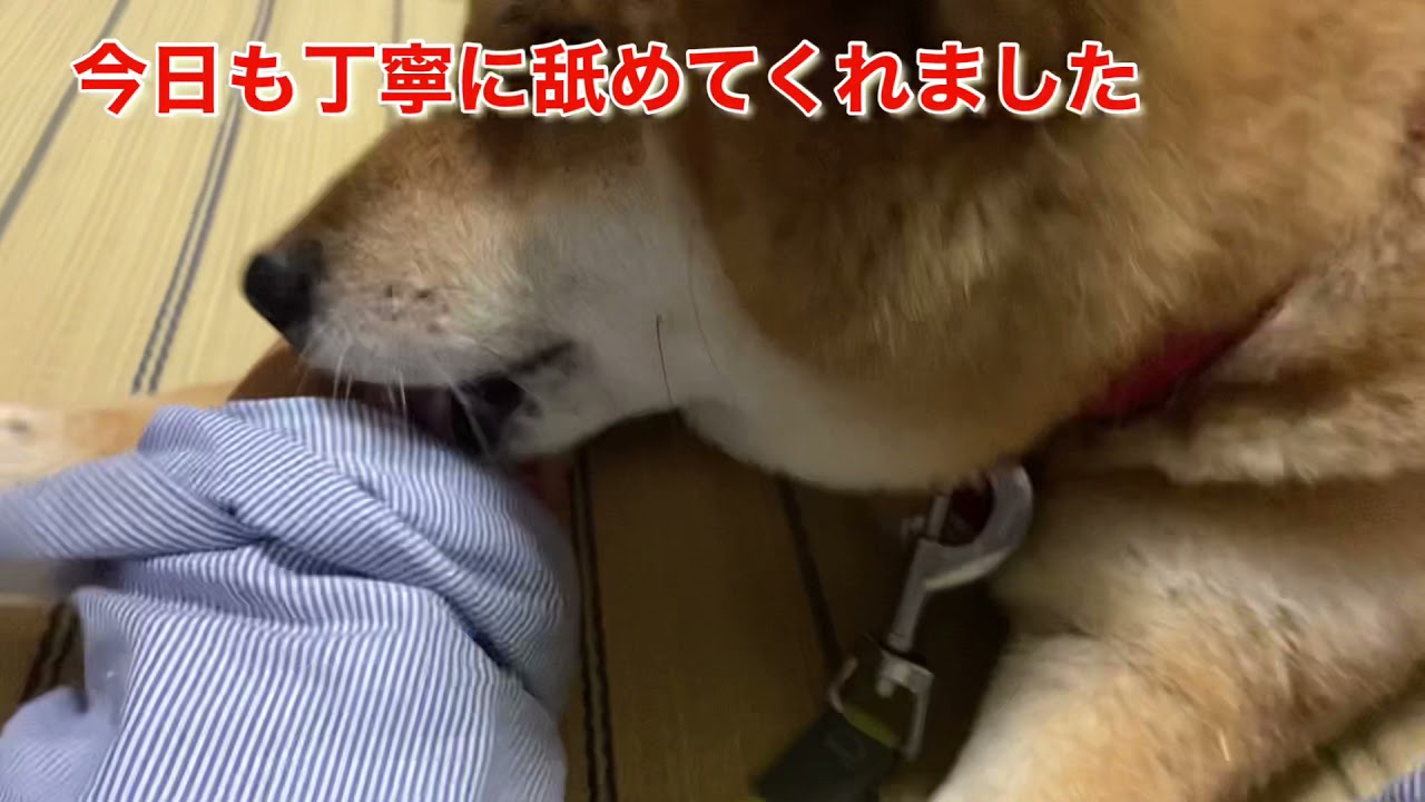 【愛情表現】今日も丁寧に舐めてくれました
