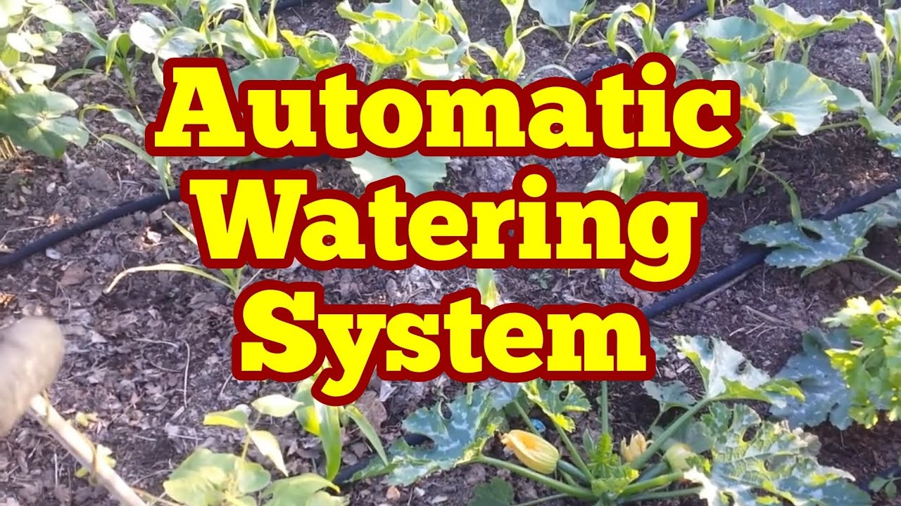 Automatic Irrigation For Three Sister Allotment Bed, Organic No Dig Allotment Kitchen Garden