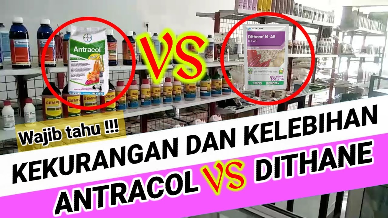 WAJIB TAU !!! INI KELEBIHAN DAN KEKURANGAN FUNGISIDA ANTRACOL DAN FUNGISIDA DITHANE || FUNGISIDA