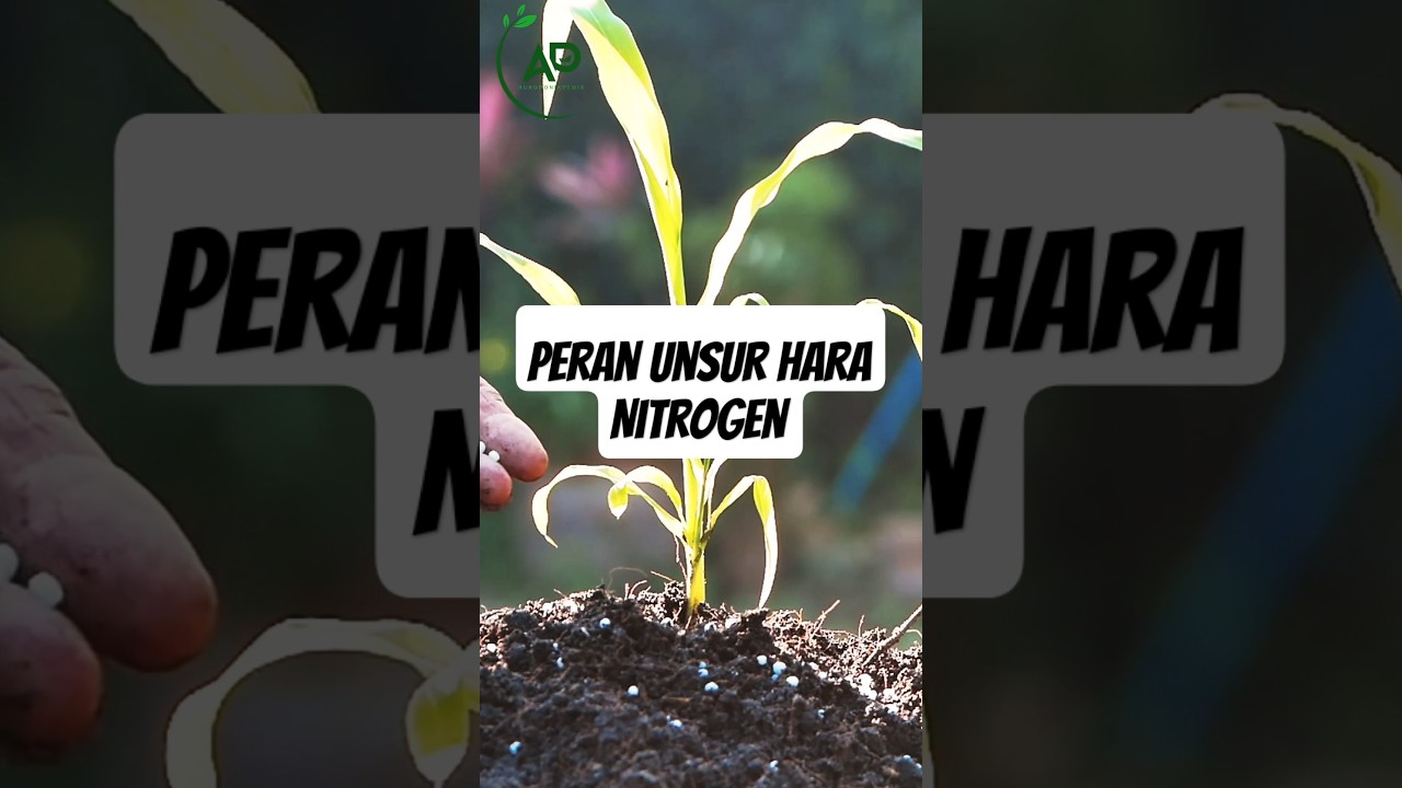 Peran unsur hara nitrogen bagi tanaman #unsurhara #pupuk #pemupukan #nitrogen #urea