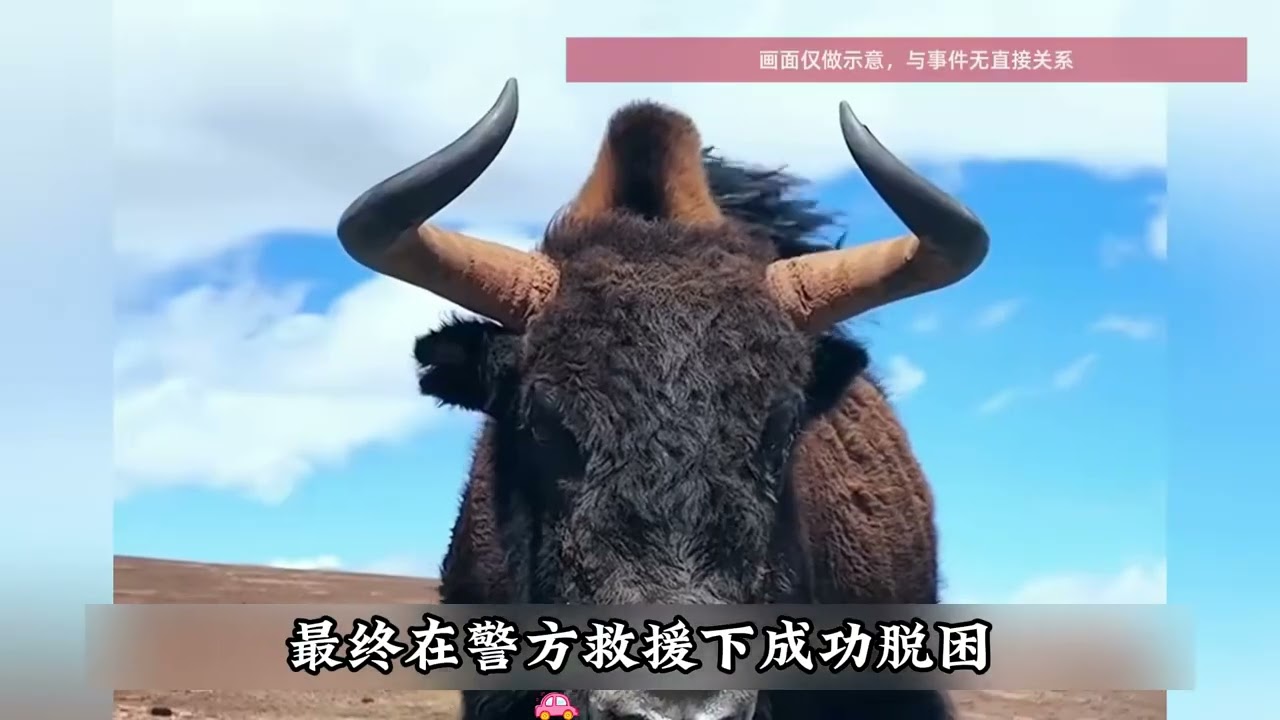 2026年2月22日社会热点速递，量大管饱。主人磨刀准备杀鸡，家里大鹅急了：追着护朋友，还一脚踩住菜刀不让动