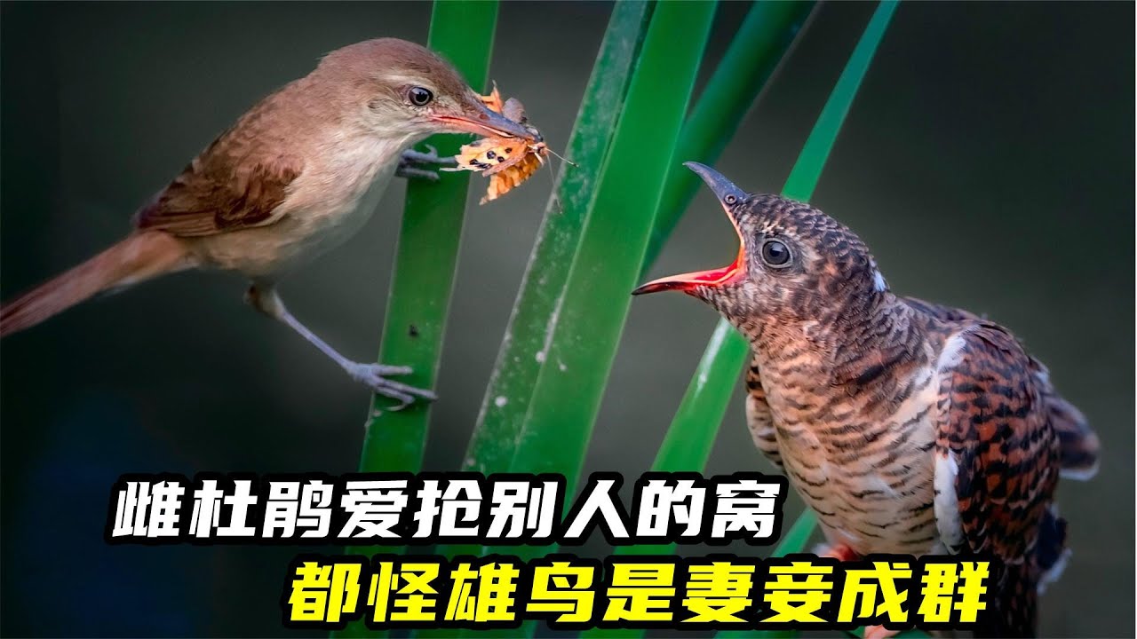 雌杜鹃爱抢别人的窝，都怪雄鸟是妻妾成群，还裸婚的&ldquo;渣男&rdquo;【安晴解说】