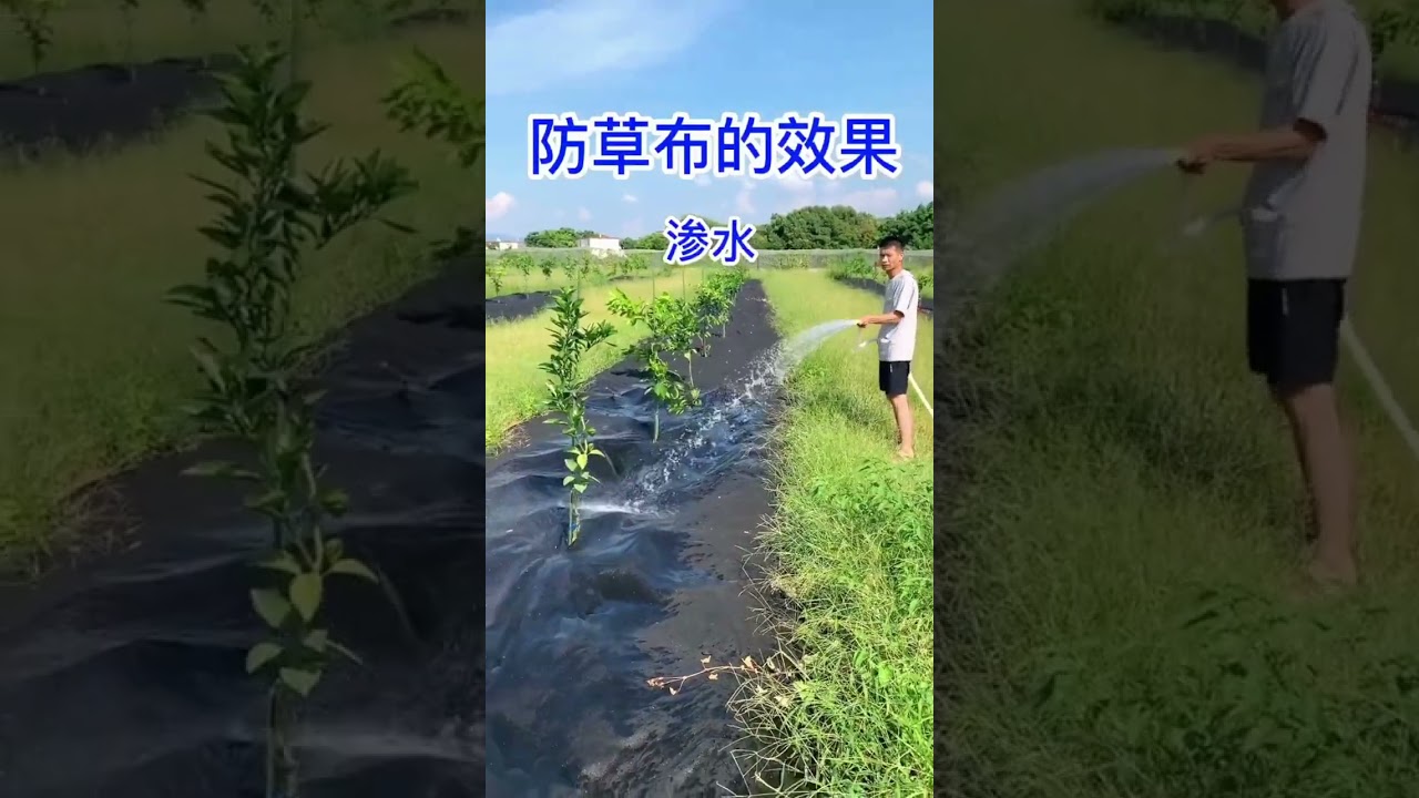 Agricultural weed mat &ndash; a good helper for farmers, saving time and effort and increasing production