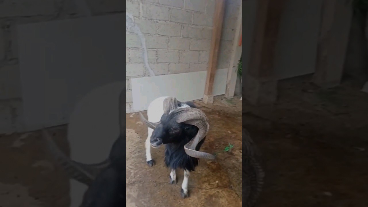 DOMBA GARUT TANDUK MEWAH HARGA MURAH PRODUK GARUT ASLI