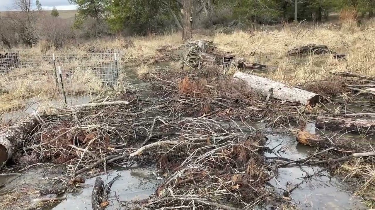 Little Bear Creek Video Tour: March 6, 2026