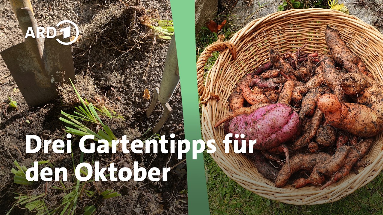Drei Gartentipps: Stauden im Herbst teilen, Süßkartoffeln und Walnüsse ernten | MDR Garten