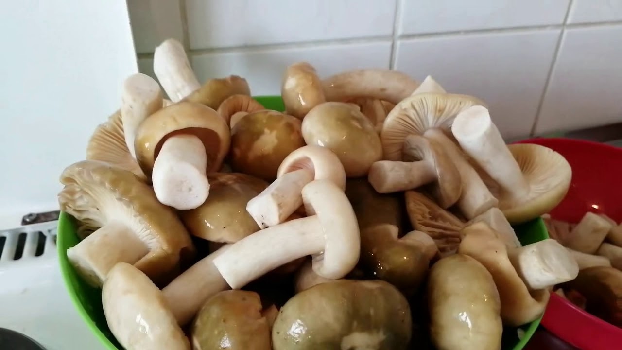 Черные грузди, сыроежки, за грибами