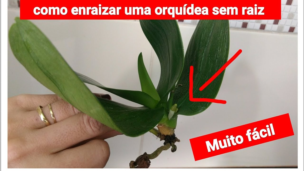 COMO ENRAIZAR UMA ORQUIDEA SEM RAIZ • Muito Fácil