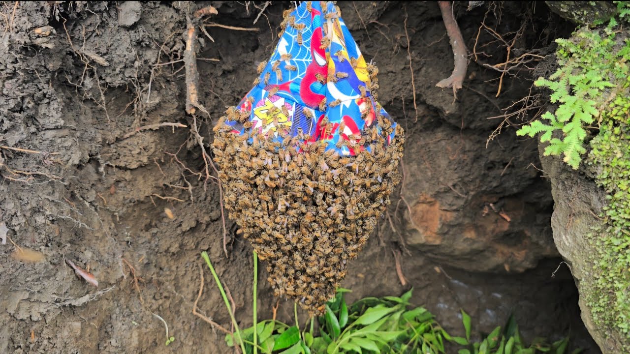 Moving Wild Bees Home–Forest Flower Season Is Over
