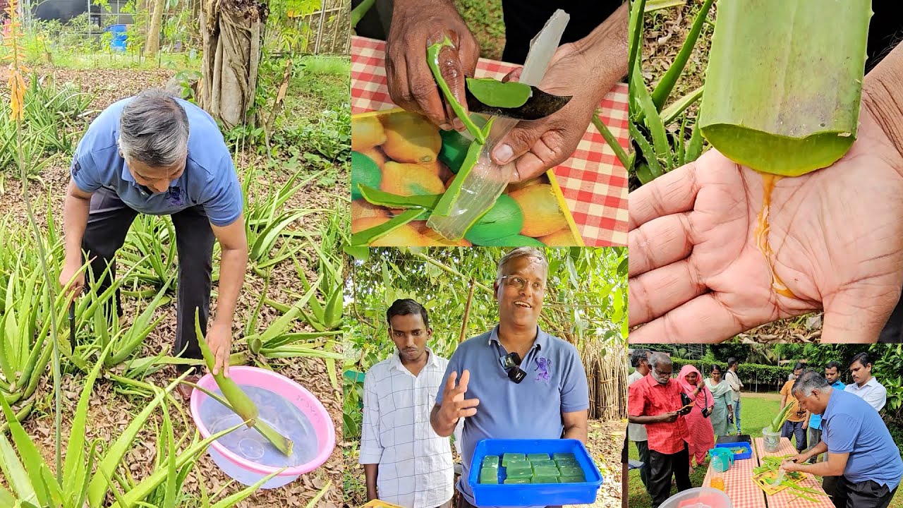 ഒർജിനൽ കറ്റാർവാഴ സോപ്പുണ്ടാക്കി അന്തേവാസികൾക്ക് നൽകുന്ന പാസ്റ്റർ.