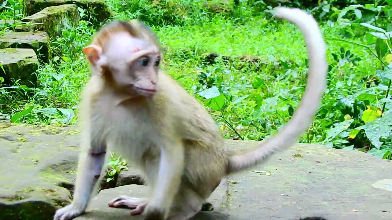 Baby Monkey Candy Looking So Scare | poor Monkey Candy