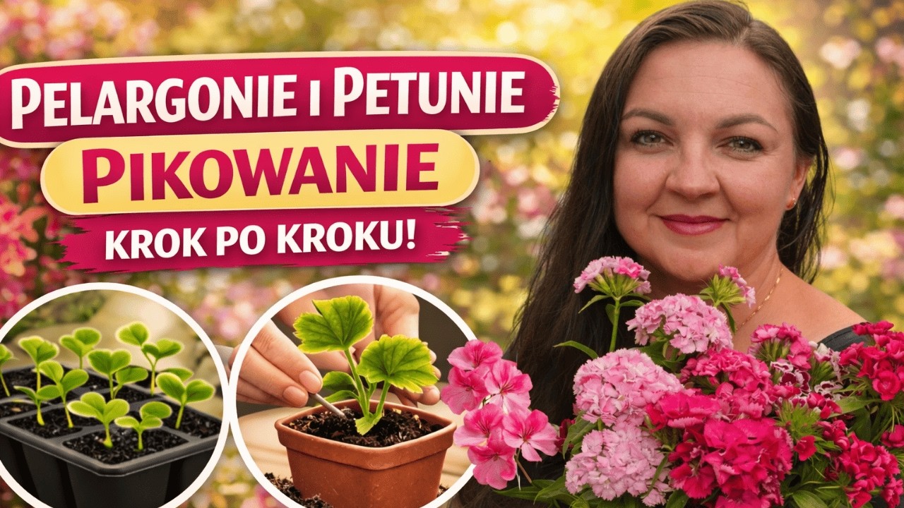 Pelargonie i petunie. Pikowanie krok po kroku.