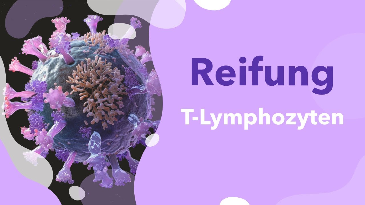T-Lymphozyten: Reifung und Entstehung | Differenzierung