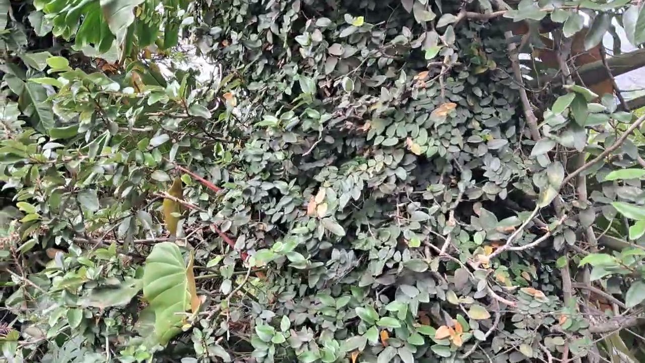 Perto do Hotel Bucsky, Nova Friburgo, RJ.