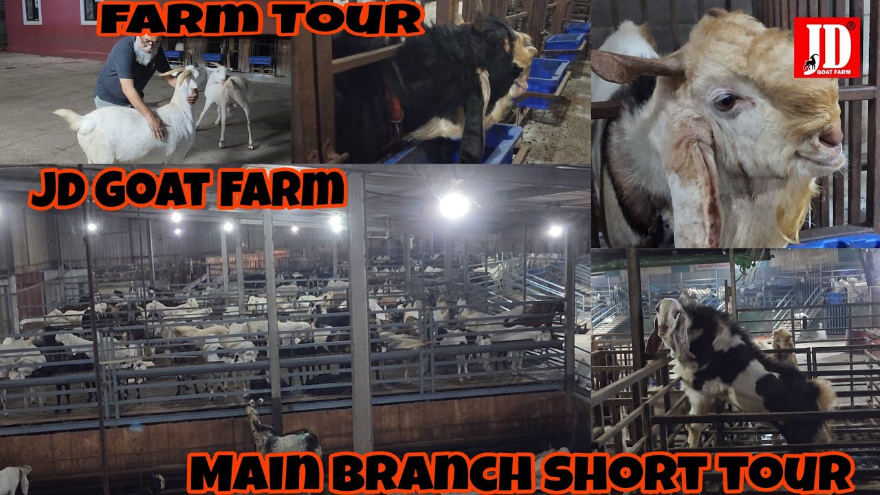 JD Main Branch Short Farm Tour | JD Goat Farm